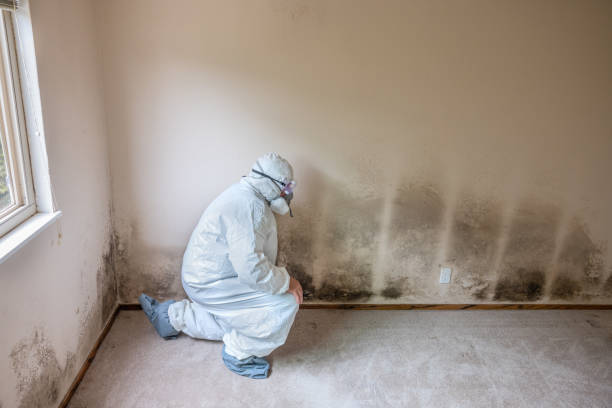 Mold Inspection, Removal & Remediation